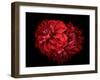 Flowers Red Dahlia, Buds Close-Up. Black Background.-null-Framed Photographic Print