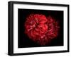 Flowers Red Dahlia, Buds Close-Up. Black Background.-null-Framed Photographic Print