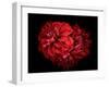 Flowers Red Dahlia, Buds Close-Up. Black Background.-null-Framed Photographic Print