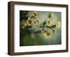 Flowers Strewn-Irene Suchocki-Framed Photographic Print