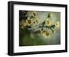 Flowers Strewn-Irene Suchocki-Framed Photographic Print