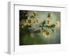 Flowers Strewn-Irene Suchocki-Framed Photographic Print