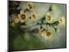 Flowers Strewn-Irene Suchocki-Mounted Photographic Print