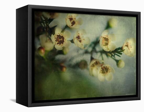 Flowers Strewn-Irene Suchocki-Framed Stretched Canvas