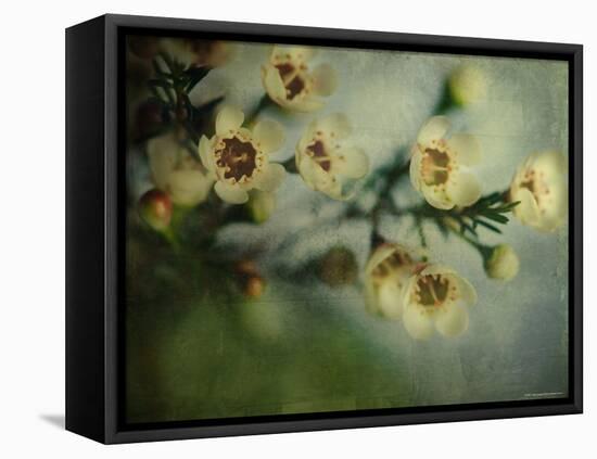 Flowers Strewn-Irene Suchocki-Framed Stretched Canvas