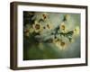 Flowers Strewn-Irene Suchocki-Framed Photographic Print