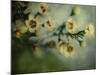 Flowers Strewn-Irene Suchocki-Mounted Photographic Print