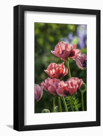 Flowers, Temple Square, Salt Lake City, Utah-Michael DeFreitas-Framed Photographic Print