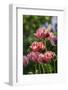 Flowers, Temple Square, Salt Lake City, Utah-Michael DeFreitas-Framed Photographic Print