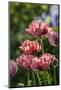 Flowers, Temple Square, Salt Lake City, Utah-Michael DeFreitas-Mounted Photographic Print