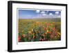 Flowers to the Horizon II-Donald Paulson-Framed Giclee Print