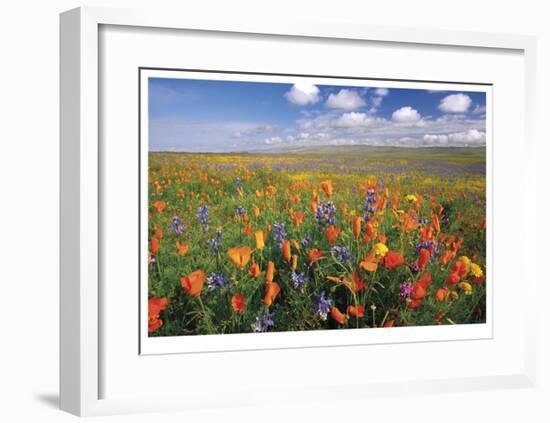 Flowers to the Horizon II-Donald Paulson-Framed Giclee Print