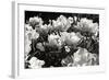 Flowers Up II-Alan Hausenflock-Framed Photographic Print