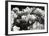 Flowers Up II-Alan Hausenflock-Framed Photographic Print