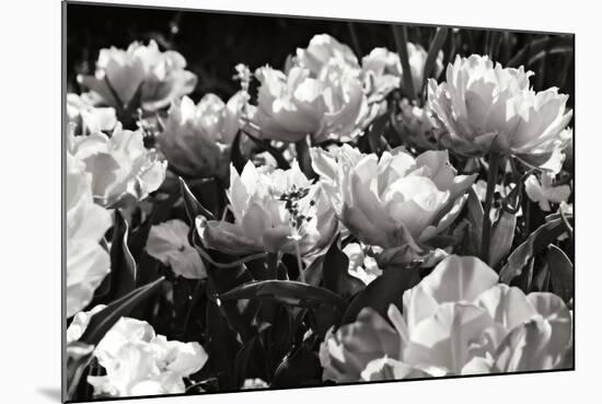 Flowers Up II-Alan Hausenflock-Mounted Photographic Print