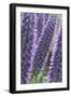 Flowers, Viper's Bugloss, Echium Candicans, Madeira, Portugal-Rainer Mirau-Framed Photographic Print