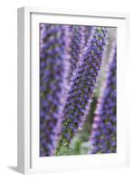 Flowers, Viper's Bugloss, Echium Candicans, Madeira, Portugal-Rainer Mirau-Framed Photographic Print