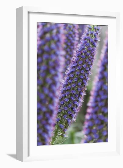 Flowers, Viper's Bugloss, Echium Candicans, Madeira, Portugal-Rainer Mirau-Framed Photographic Print