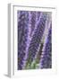 Flowers, Viper's Bugloss, Echium Candicans, Madeira, Portugal-Rainer Mirau-Framed Photographic Print