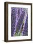 Flowers, Viper's Bugloss, Echium Candicans, Madeira, Portugal-Rainer Mirau-Framed Photographic Print