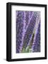 Flowers, Viper's Bugloss, Echium Candicans, Madeira, Portugal-Rainer Mirau-Framed Photographic Print