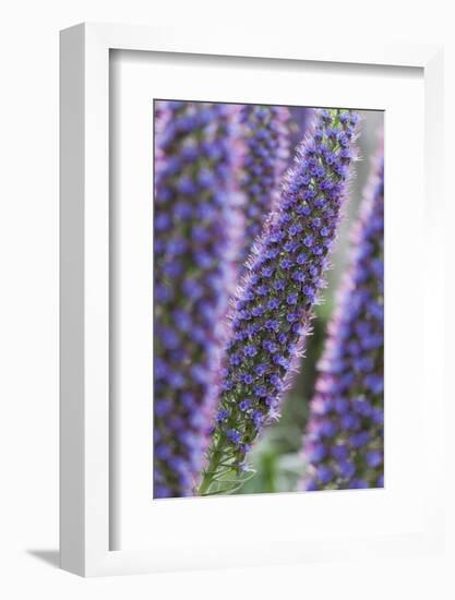 Flowers, Viper's Bugloss, Echium Candicans, Madeira, Portugal-Rainer Mirau-Framed Photographic Print