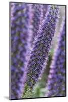 Flowers, Viper's Bugloss, Echium Candicans, Madeira, Portugal-Rainer Mirau-Mounted Photographic Print