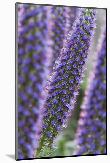 Flowers, Viper's Bugloss, Echium Candicans, Madeira, Portugal-Rainer Mirau-Mounted Photographic Print