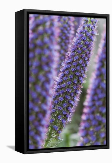 Flowers, Viper's Bugloss, Echium Candicans, Madeira, Portugal-Rainer Mirau-Framed Stretched Canvas