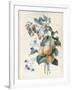 Flowers with Plums and Raspberries on their Branches (W/C and Bodycolour on Vellum)-Adele Riche-Framed Giclee Print