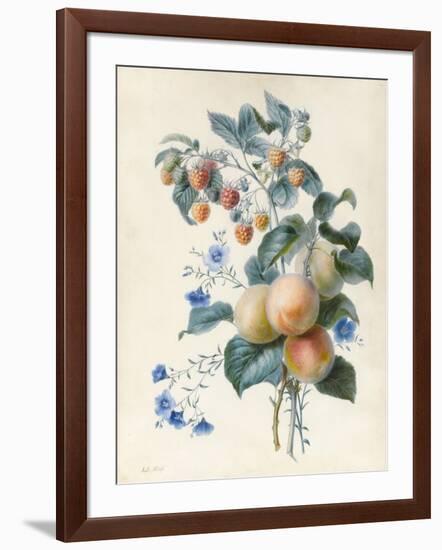 Flowers with Plums and Raspberries on their Branches (W/C and Bodycolour on Vellum)-Adele Riche-Framed Giclee Print