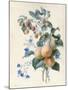 Flowers with Plums and Raspberries on their Branches (W/C and Bodycolour on Vellum)-Adele Riche-Mounted Giclee Print