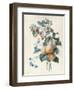 Flowers with Plums and Raspberries on their Branches (W/C and Bodycolour on Vellum)-Adele Riche-Framed Giclee Print