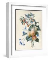 Flowers with Plums and Raspberries on their Branches (W/C and Bodycolour on Vellum)-Adele Riche-Framed Giclee Print