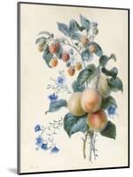 Flowers with Plums and Raspberries on their Branches (W/C and Bodycolour on Vellum)-Adele Riche-Mounted Giclee Print