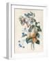 Flowers with Plums and Raspberries on their Branches (W/C and Bodycolour on Vellum)-Adele Riche-Framed Giclee Print