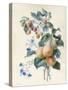 Flowers with Plums and Raspberries on their Branches (W/C and Bodycolour on Vellum)-Adele Riche-Stretched Canvas