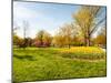 Flowers with Trees at Sherwood Gardens, Baltimore, Maryland, USA-null-Mounted Photographic Print