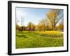 Flowers with Trees at Sherwood Gardens, Baltimore, Maryland, USA-null-Framed Photographic Print