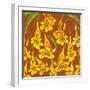 Flowers, Yellow Trumpetbush Color-Belen Mena-Framed Giclee Print