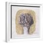 Flowers-Morandi Giorgio-Framed Giclee Print