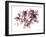 Flowers-alephcomo-Framed Art Print