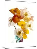 Flowers-Andrzej Pluta-Mounted Giclee Print