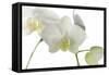 Flowers-Gordon Semmens-Framed Stretched Canvas