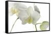 Flowers-Gordon Semmens-Framed Stretched Canvas