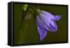 Flowers-Gordon Semmens-Framed Stretched Canvas