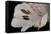 Flowers-Gordon Semmens-Framed Stretched Canvas