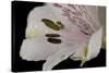 Flowers-Gordon Semmens-Stretched Canvas
