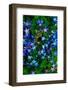 Flowers-Andr? Burian-Framed Photographic Print