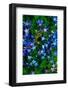 Flowers-Andr? Burian-Framed Photographic Print